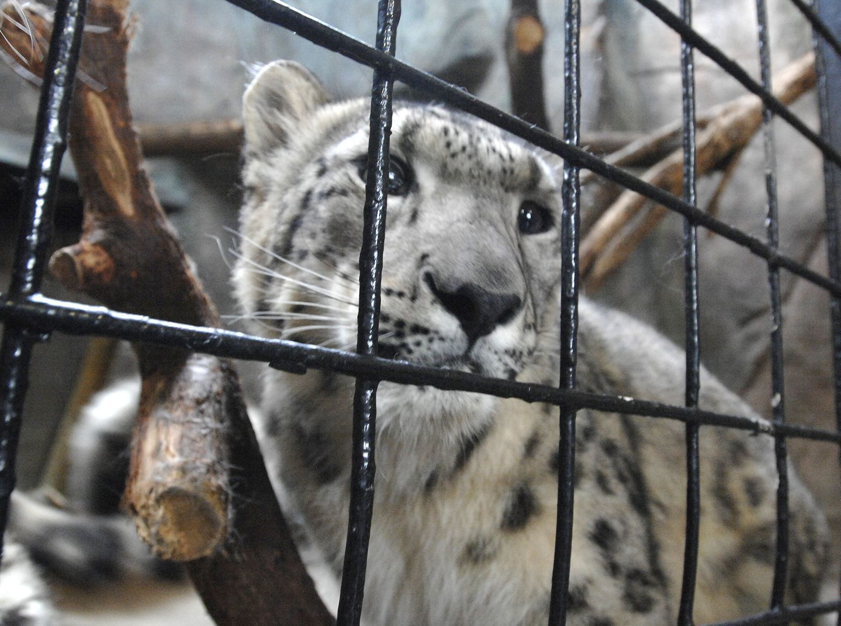 Hungry leopard